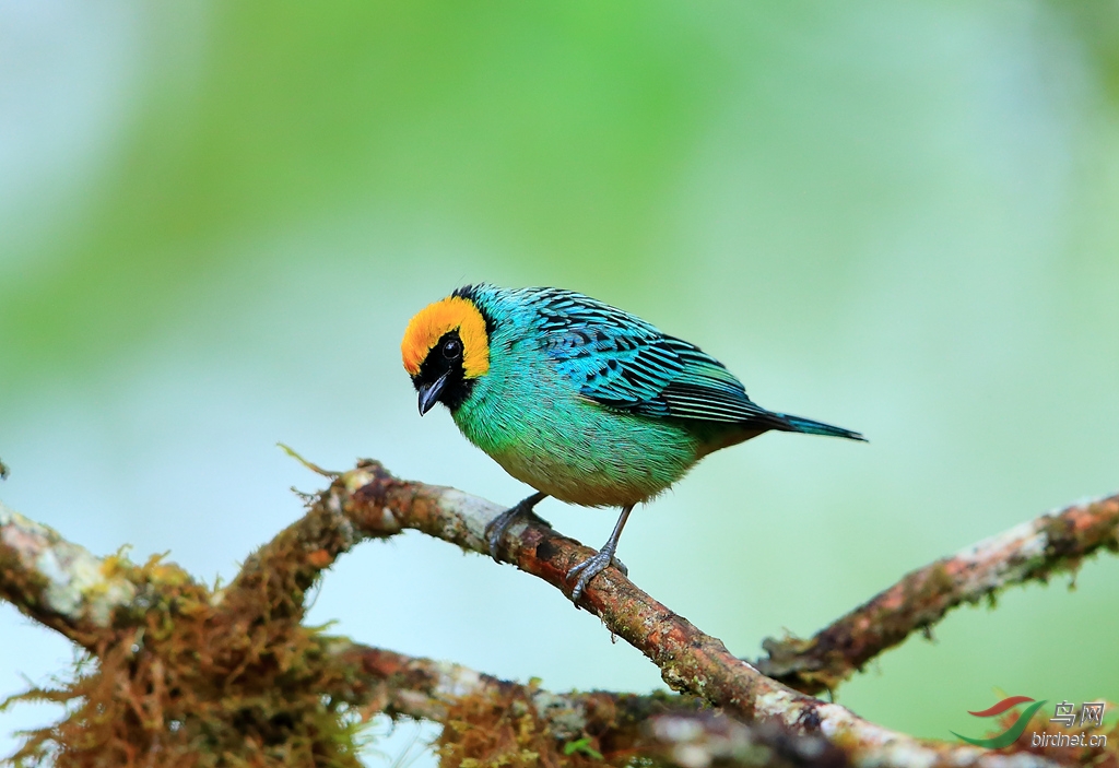 �ƶ��Ƽ���ȸSaffron-crowned Tanager.jpg