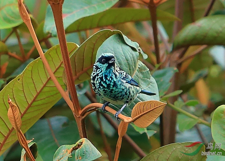 �԰��Ƽ���ȸBeryl-spangled Tanager.jpg