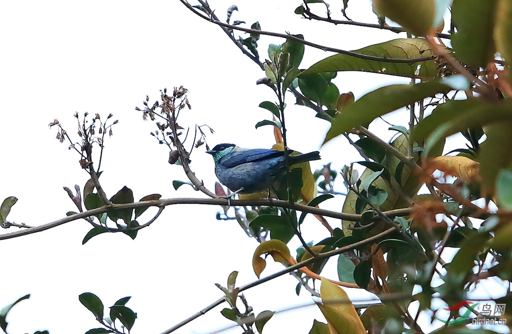 �ڶ�����ȸBlack-capped Tanager.jpg
