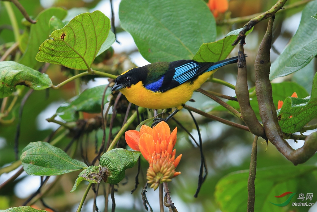 ���������ȸBlue-winged Mountain-Tanager.jpg