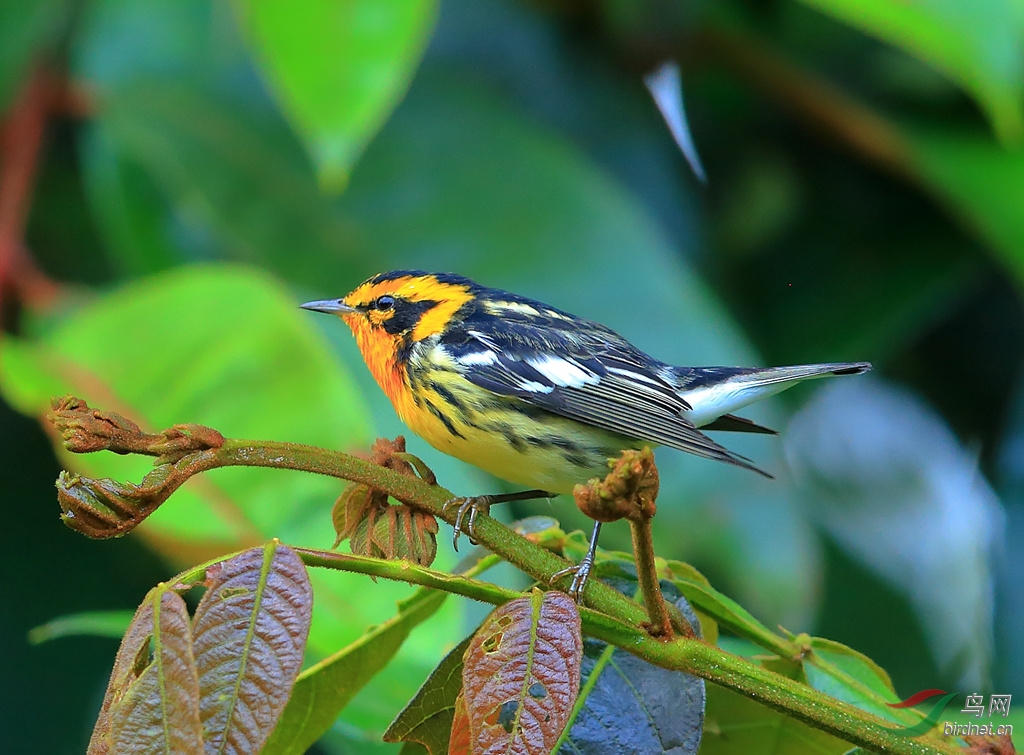 ������ݺBlackburnian Warbler.jpg