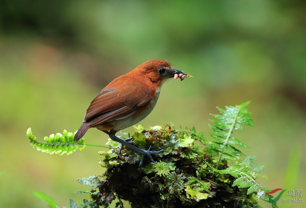 �ֱ����White-bellied Antpitta.jpg