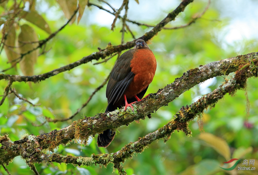 ���������Sickle-winged Guan.jpg