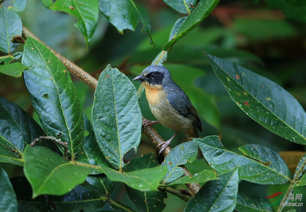 �ڶ���ȸBlack-headed Hemispingus.jpg