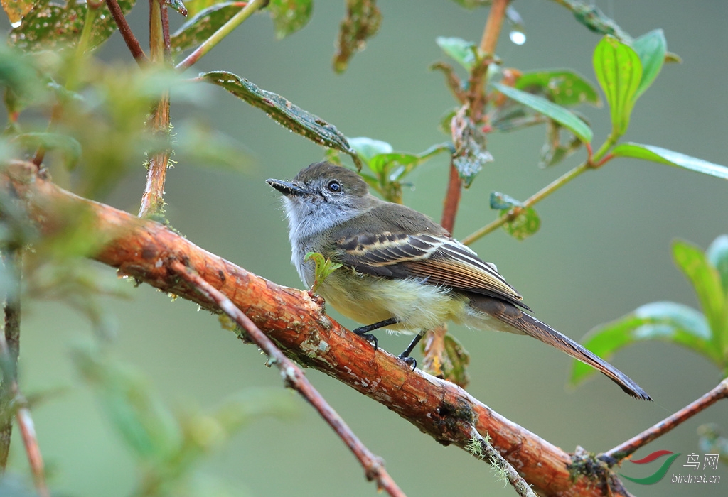 �𶥴�����OGolden-crowned Flycatcher.jpg