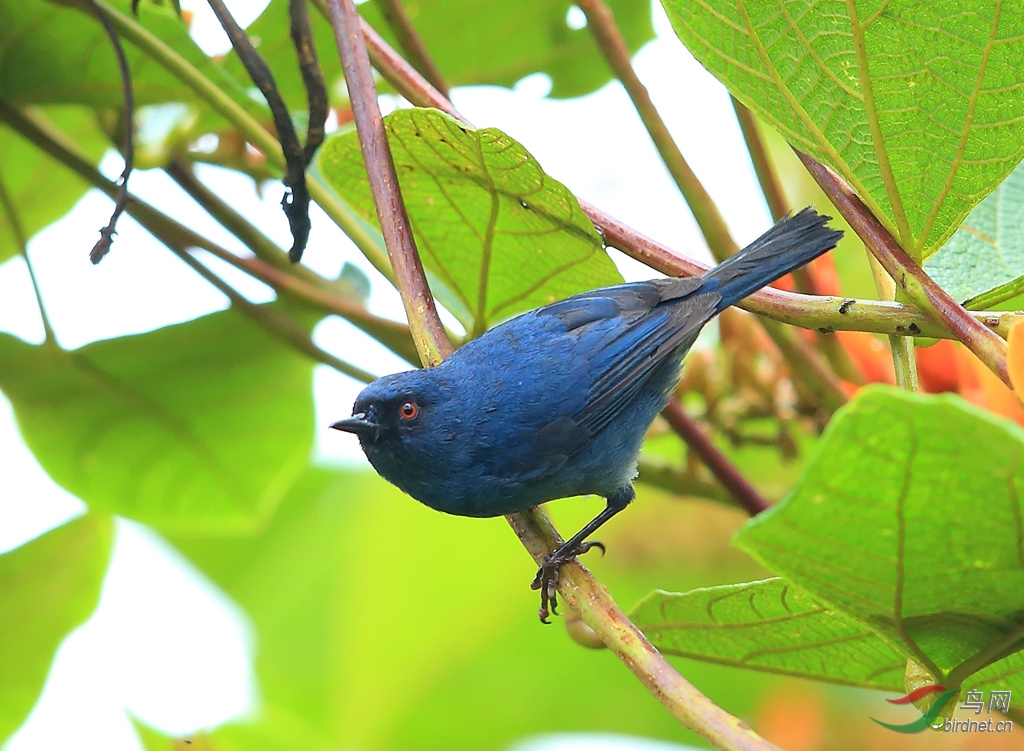 ǳ���̻���Bluish Flowerpiercer.jpg