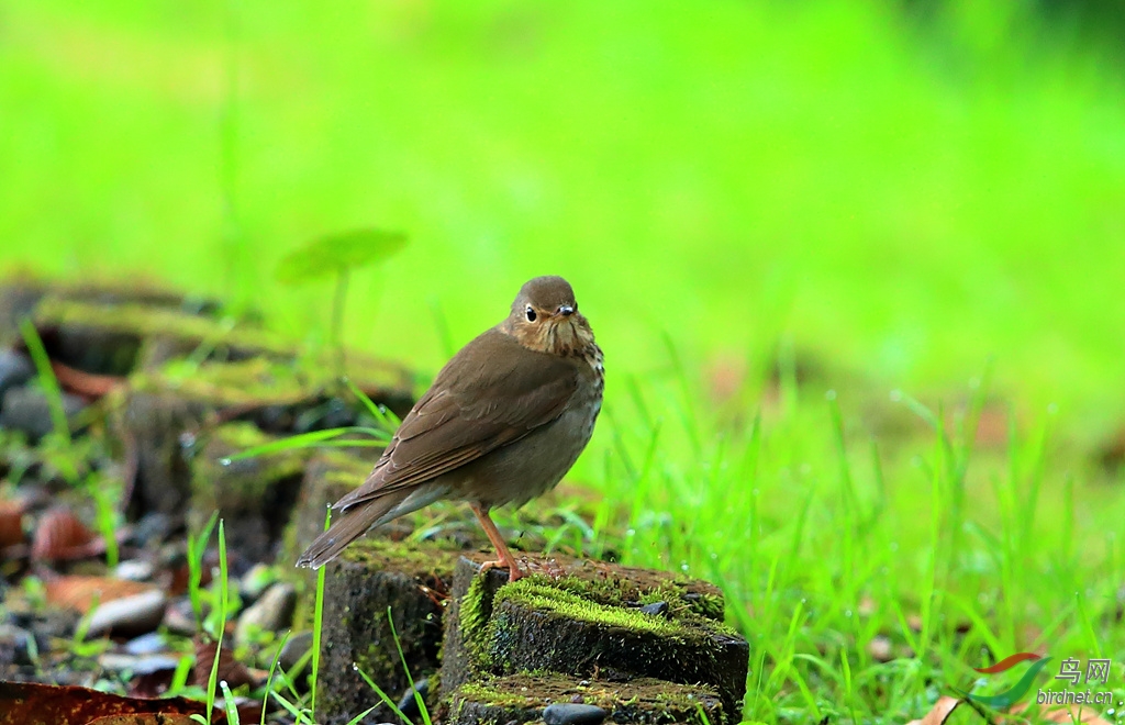 ˹��ҹ�Swainson\\'s Thrush.jpg