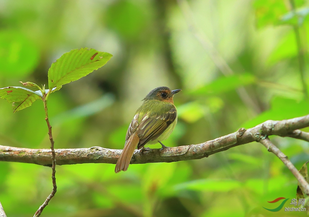 �ض���ORufous-browed Tyrannulet.jpg