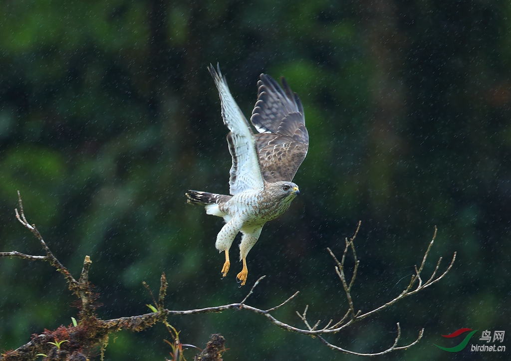 �޳��\\\\Broad-winged Hawk.jpg