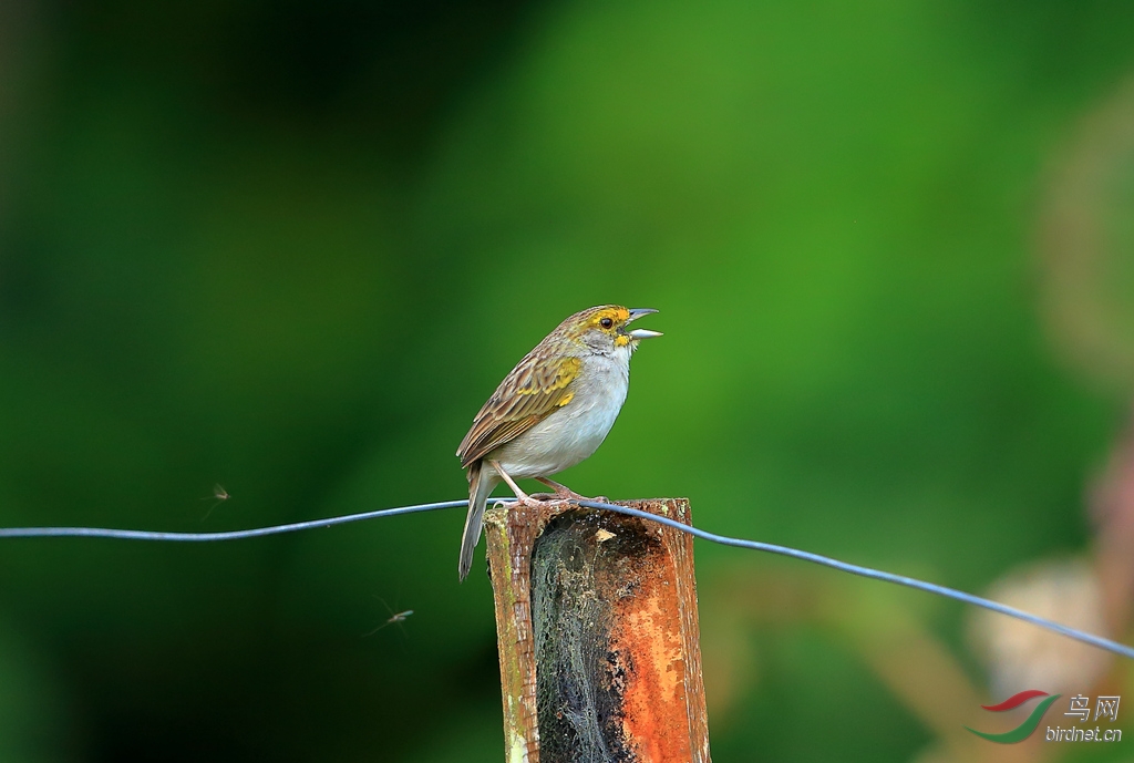 ��üӬ�MYellow-browed Sparrow.jpg