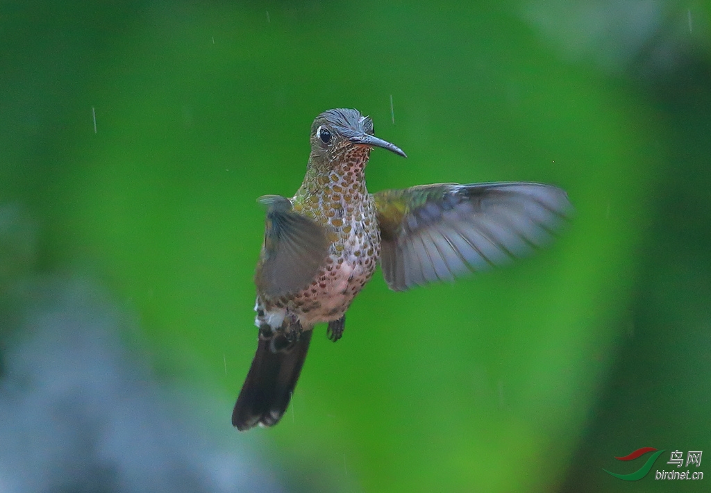 ��߷���Many-spotted Hummingbird.jpg