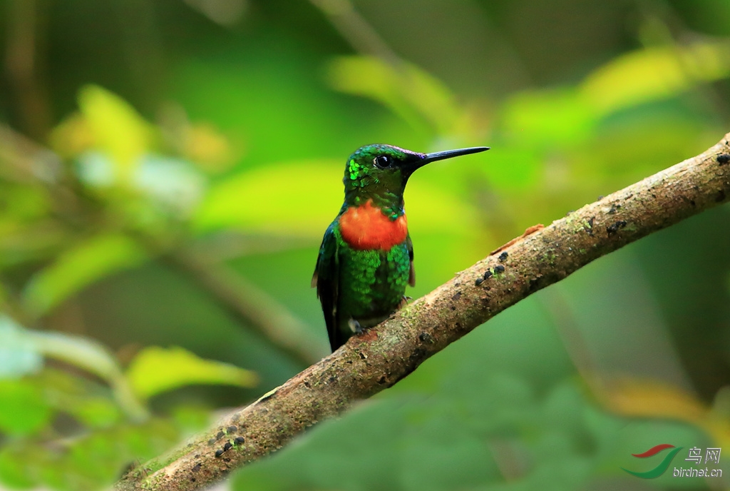 ���Ϸ���Gould\\'s Jewelfront.jpg