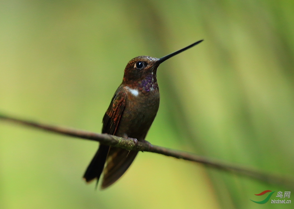 ���Ƕ����Brown Inca.jpg