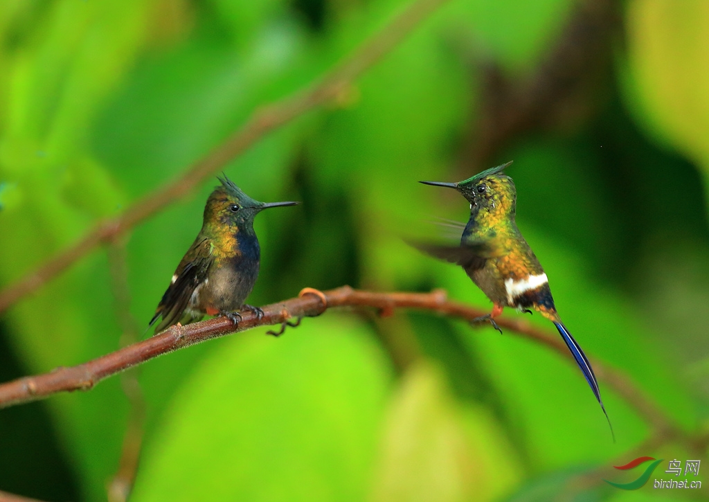 �ڸ���β����Black-bellied Thorntail.jpg
