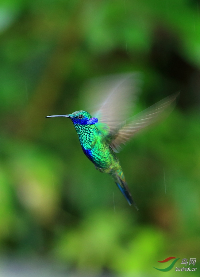���϶�����Sparkling Violetear.jpg