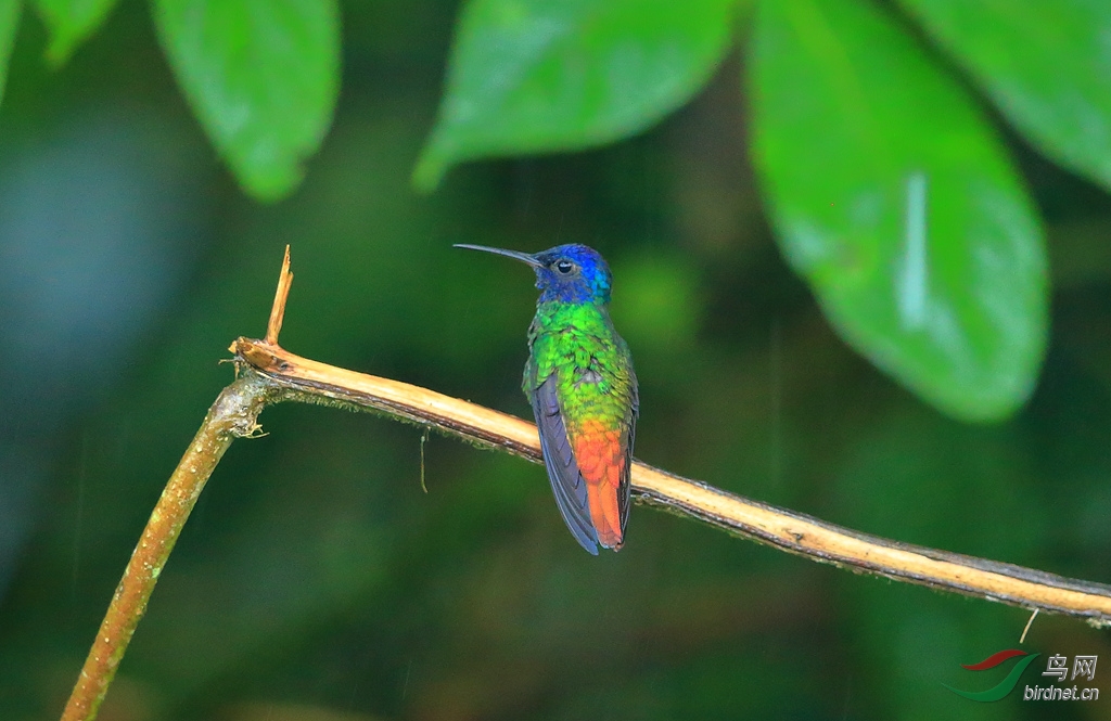 ��β����Golden-tailed Sapphire.jpg