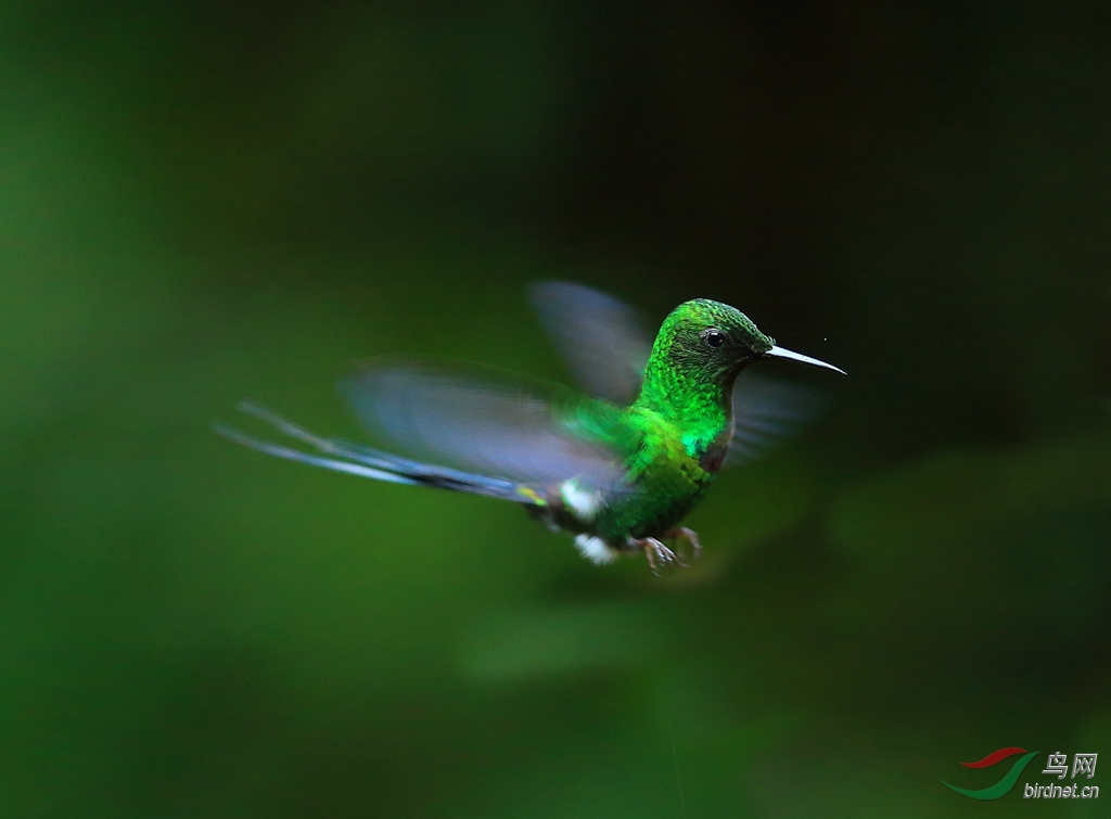 �̴�β����Green Thorntail.jpg