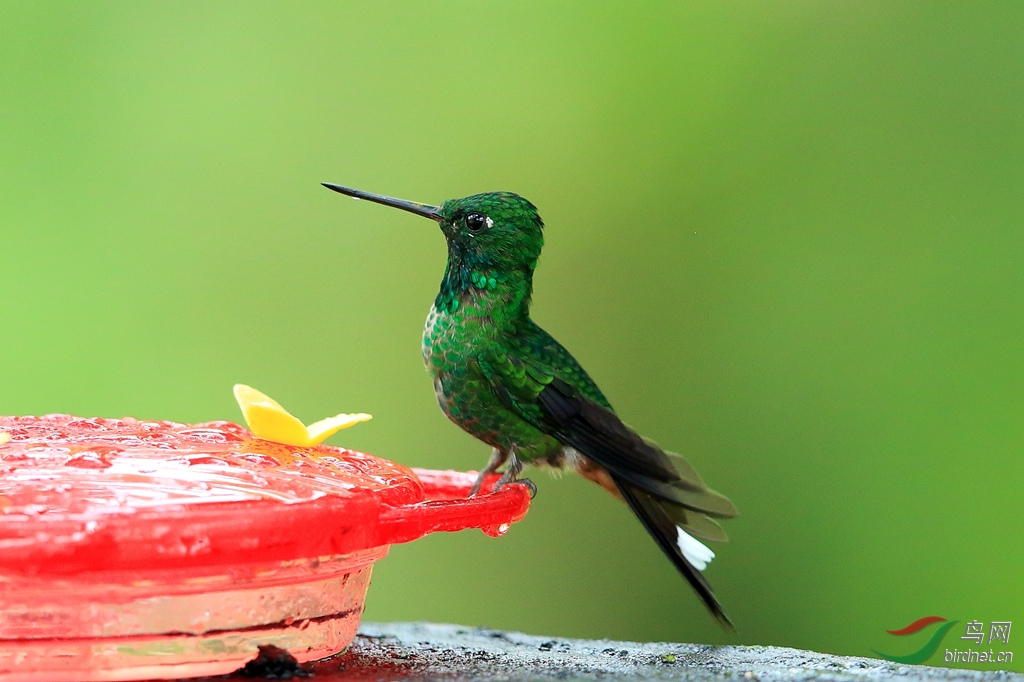 ���ΰ�β�ҷ���Rufous-vented Whitetip.jpg
