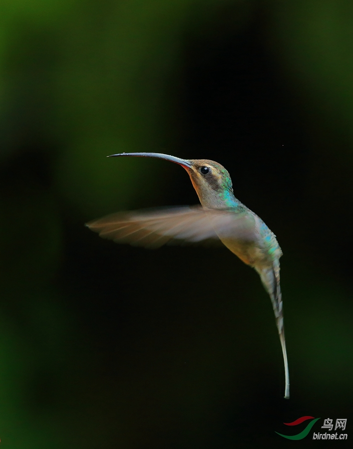 ��������Green Hermit.jpg