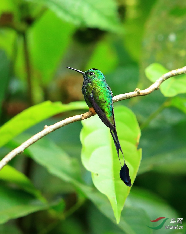 ��β����Booted Racket-tail_����.jpg