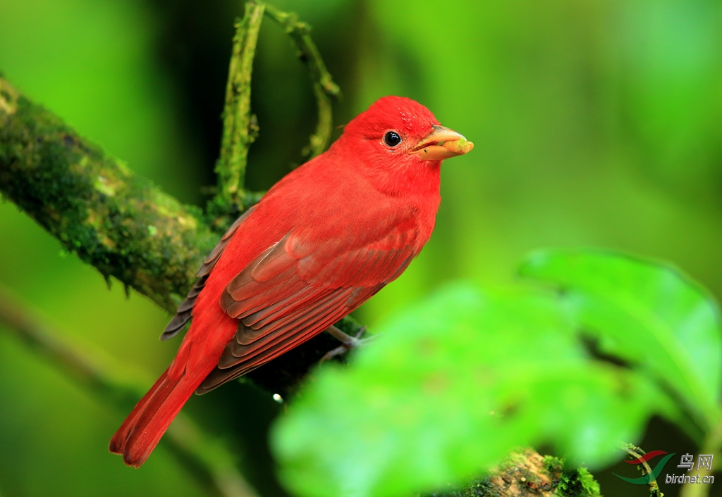 õ��������ȸSummer Tanager.jpg