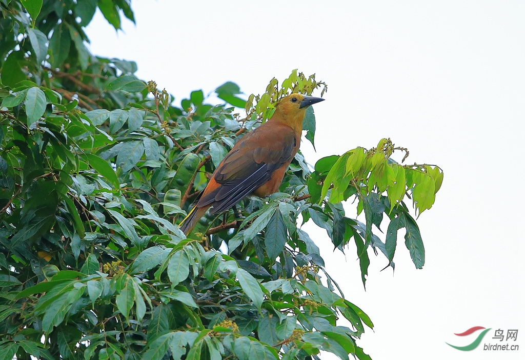 �ֱ������Russet-backed Oropendola.jpg