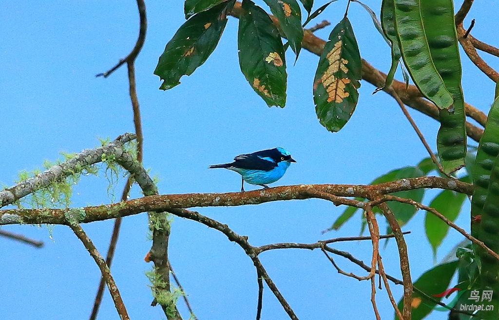 ����׶��ȸBlack-faced Dacnis.jpg