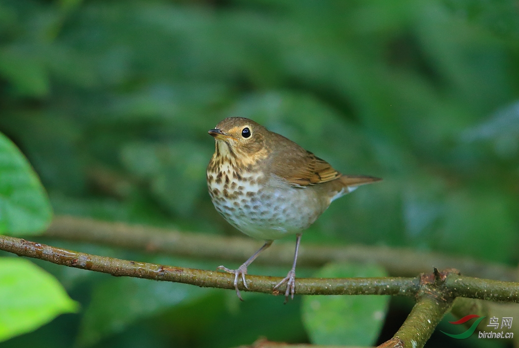 �Ҽ�ҹ�Grey-cheeked Thrush.jpg
