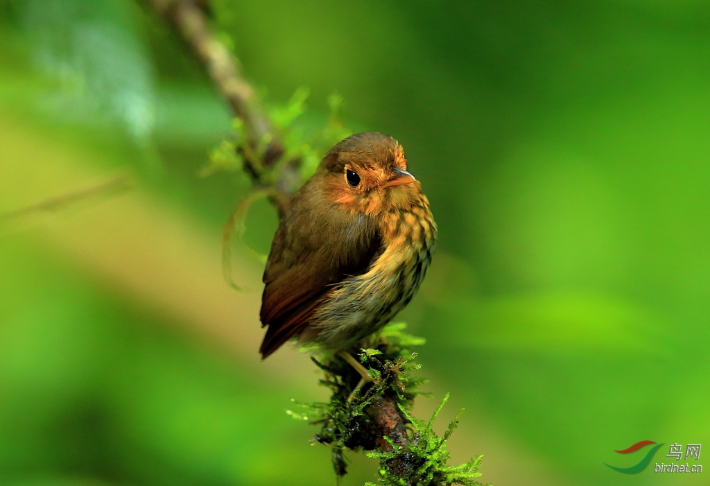 �������Ochre-breasted Antpitta.jpg