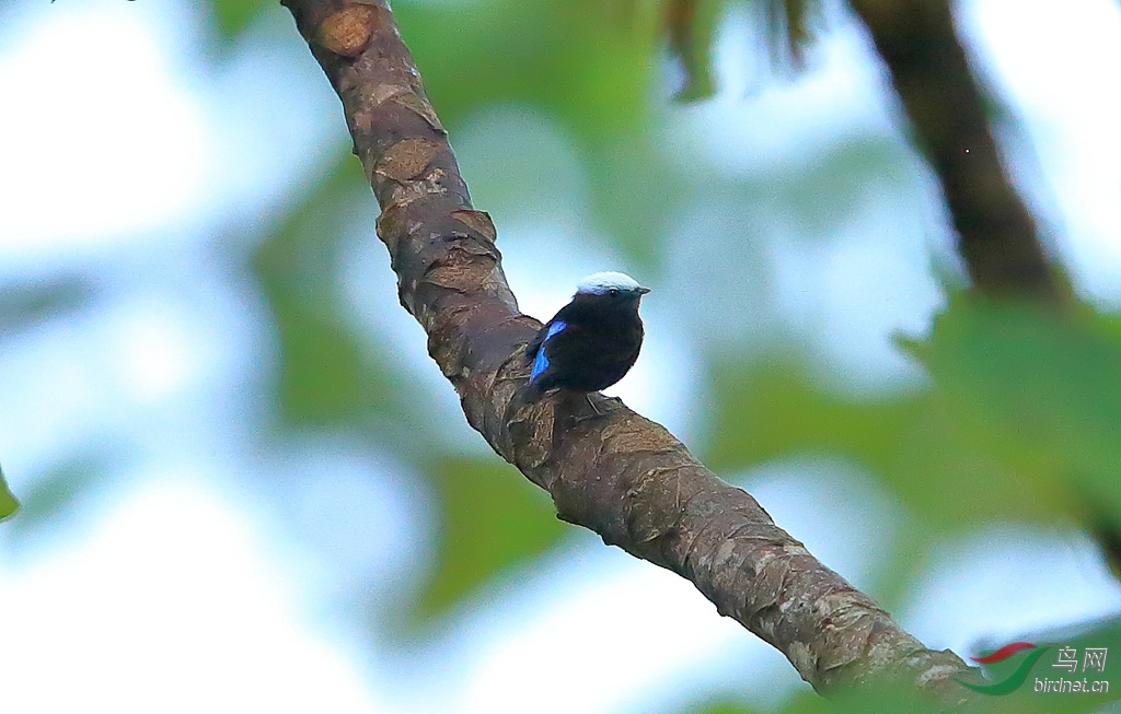�������OBlue-rumped Manakin.jpg