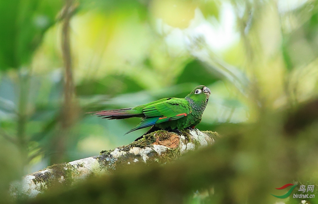 ��β�и�Maroon-tailed Parakeet.jpg