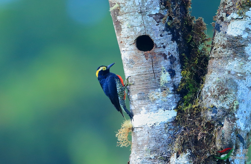 ������ľ��Yellow-tufted Woodpecker.jpg