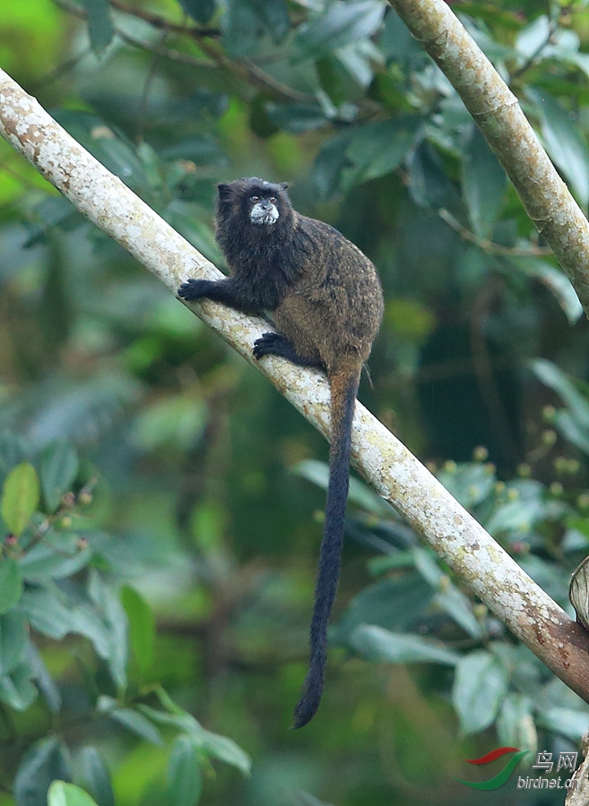 �ɲ���������Graell��s Black-mantle Tamarin_����.jpg