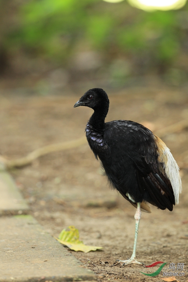 �ҳ���������Gray-winged Trumpeter.jpg