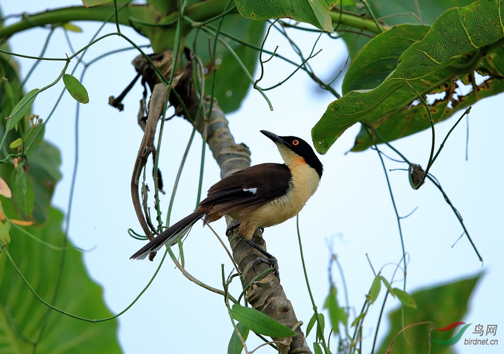 �ڶ�����Black-capped Donacobius.jpg
