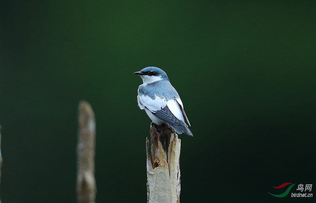 �׳�����White-winged Swallow.jpg