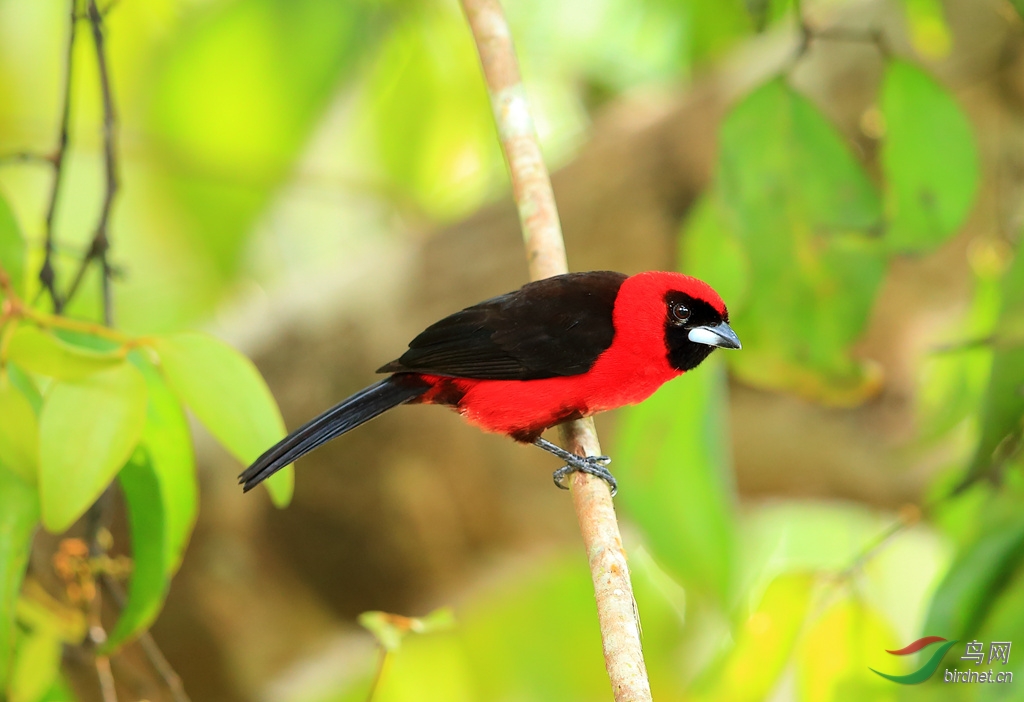 糺��������ȸMasked Crimson Tanager.jpg