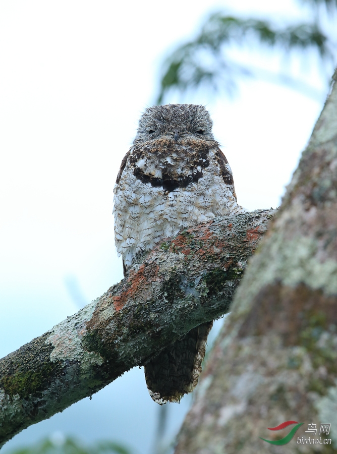 �����Great Potoo.jpg