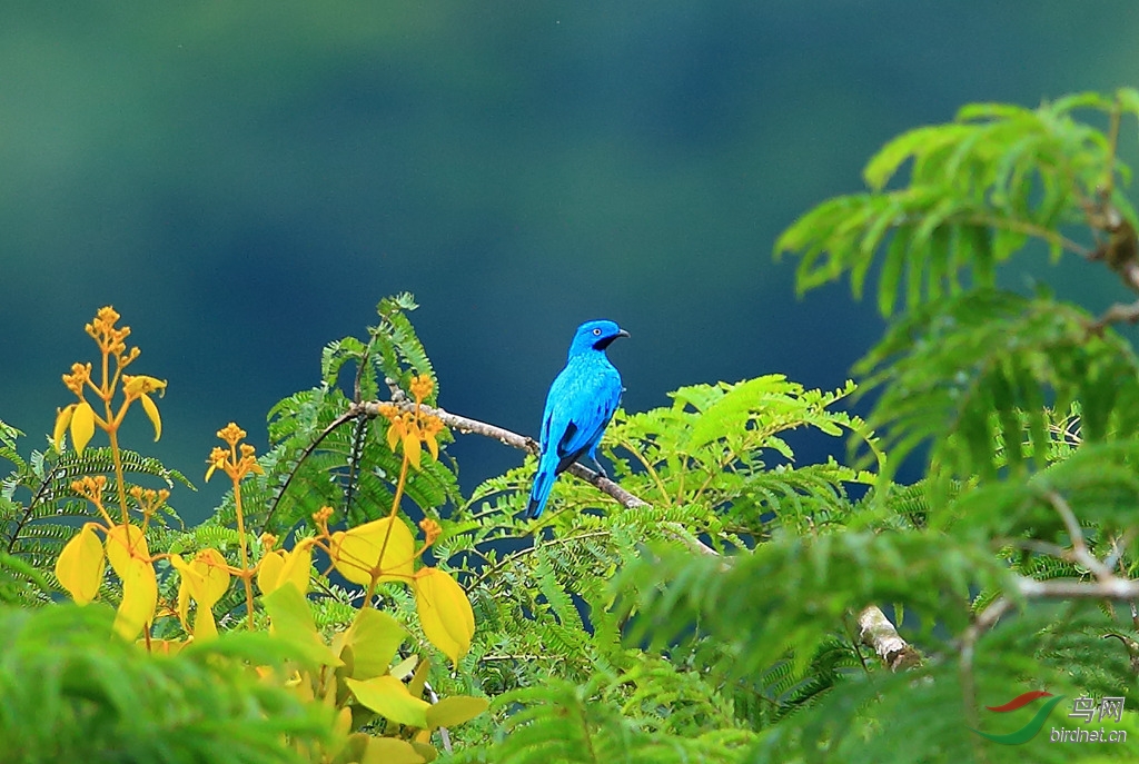�ߺ�ɡ��Plum-throated Cotinga.jpg