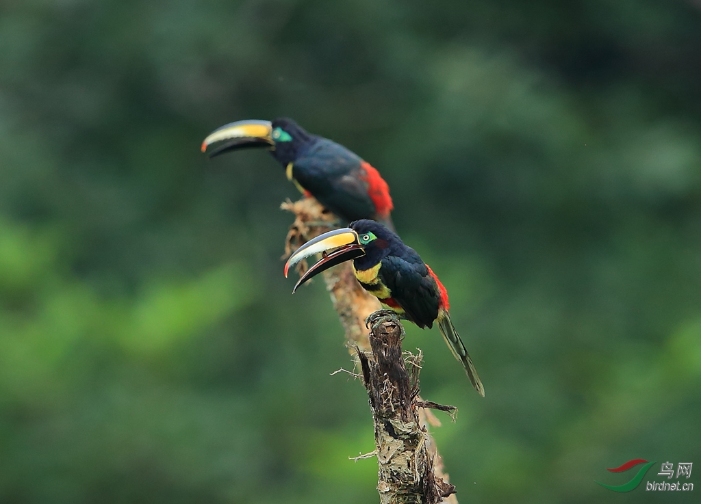 ��ߴ��������Many-banded Aracari.jpg