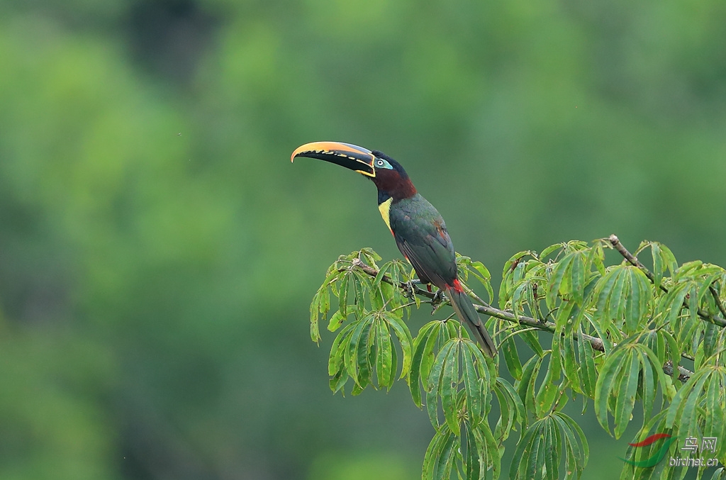 �������������Chestnut-eared Aracari.jpg