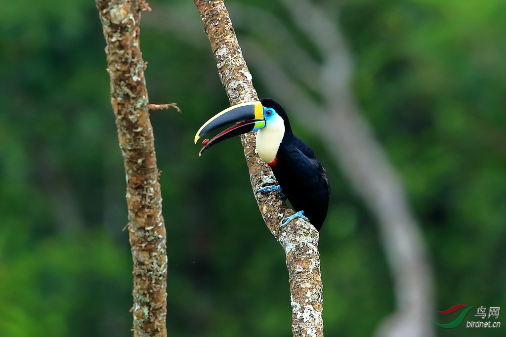 ���������Channel-billed Toucan.jpg