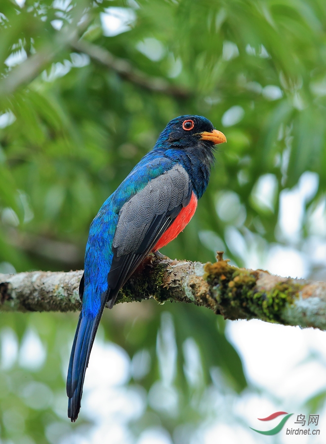 ��β���޾�Black-tailed Trogon.jpg