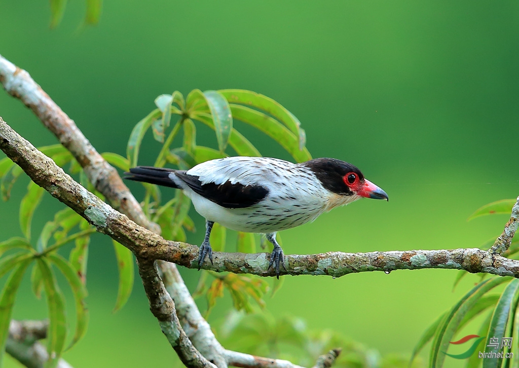 ��β��̩���OBlack-tailed Tityra.jpg
