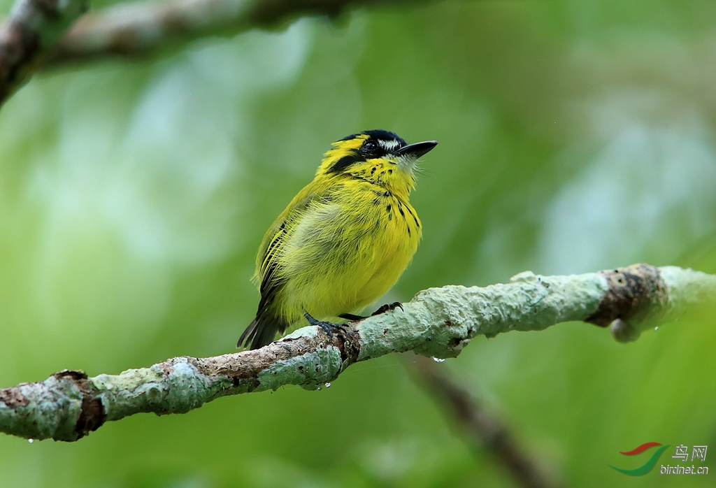 ��ü�ư��OYellow-browed Tody-Flycatcher.jpg
