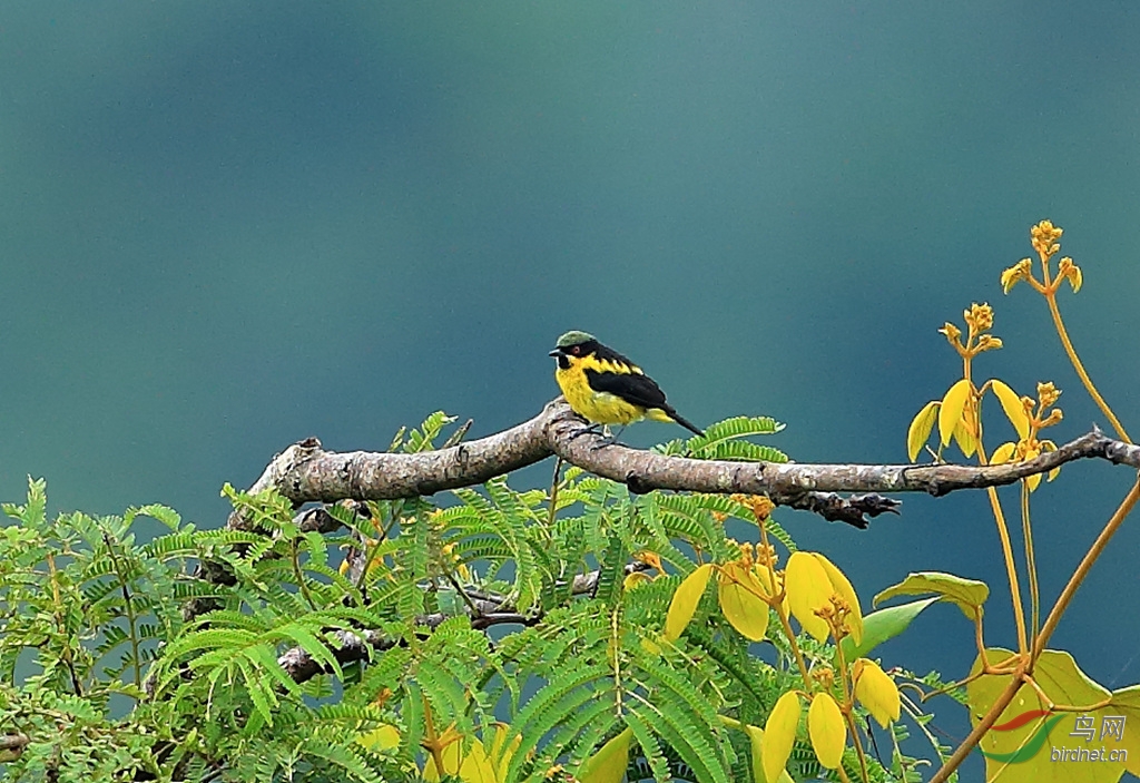 �Ƹ�׶��ȸYellow-bellied Dacnis.jpg