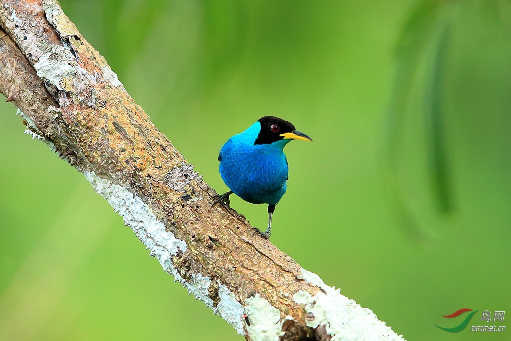 ������ȸGreen Honeycreeper.jpg
