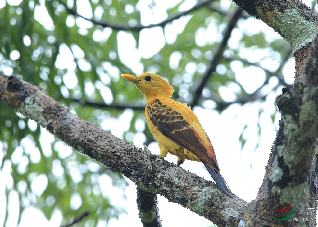 �����ľ��Cream-colored Woodpecker.jpg