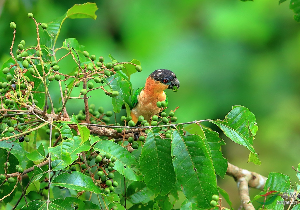 �ڹ��и�Black-headed Parrot.jpg