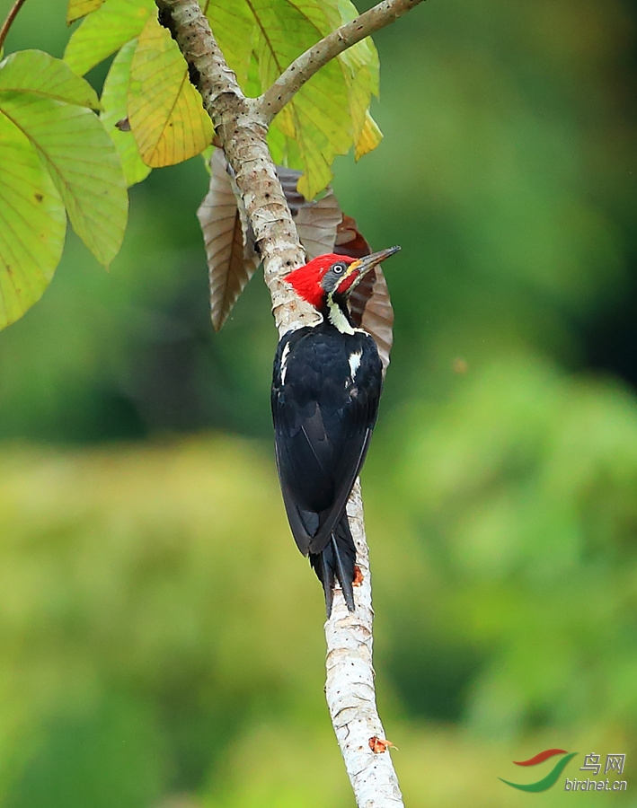 ϸ�ƺ���ľ��Lineated Woodpecker.jpg